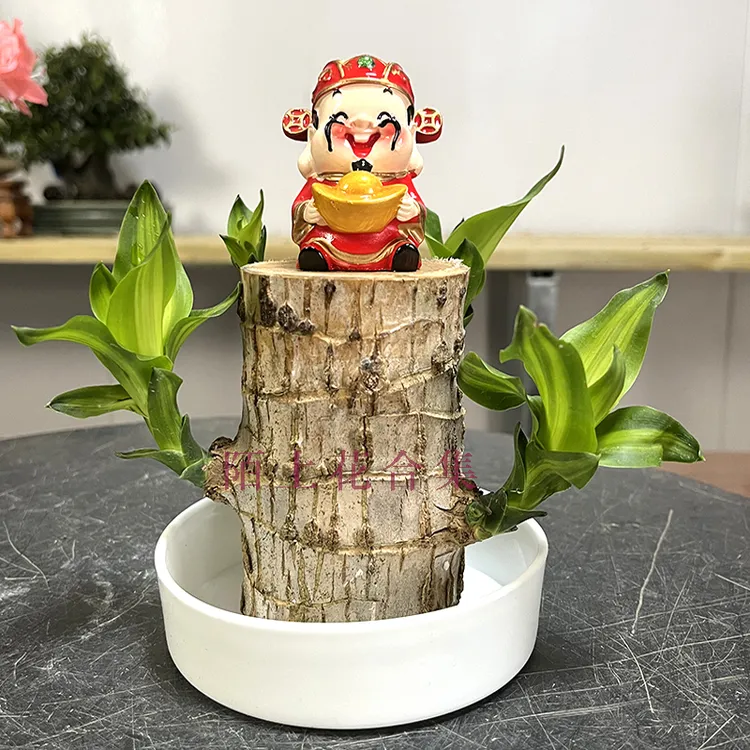 【巴西木带叶子】现货直发幸运木养殖水培植物懒人好物四季常青