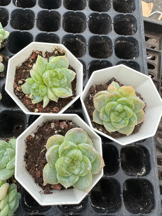 胖虎珍妮3盆精控套餐，3厘米多肉植物