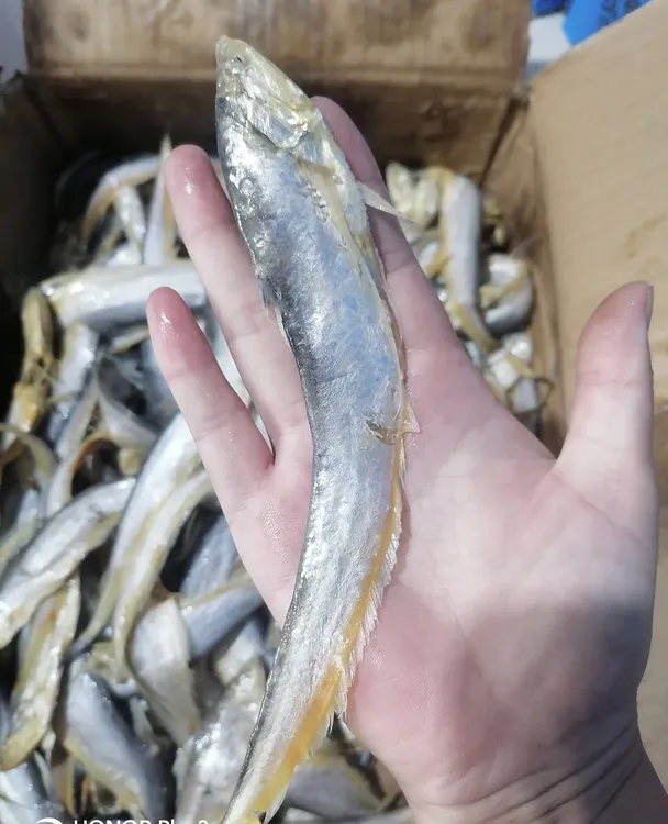 黄河刀鱼油性大（山东名鱼）