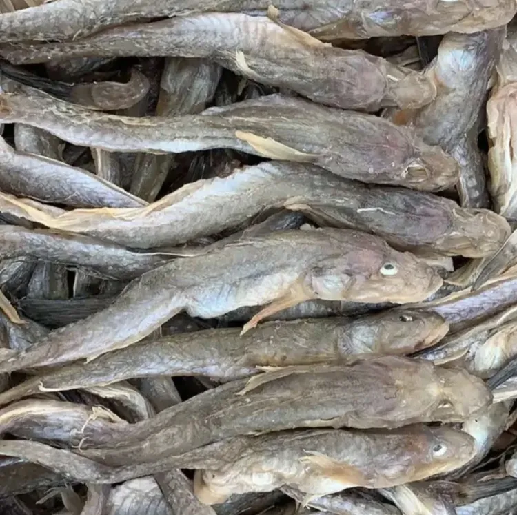 渤海湾油光鱼、海鲶鱼5斤