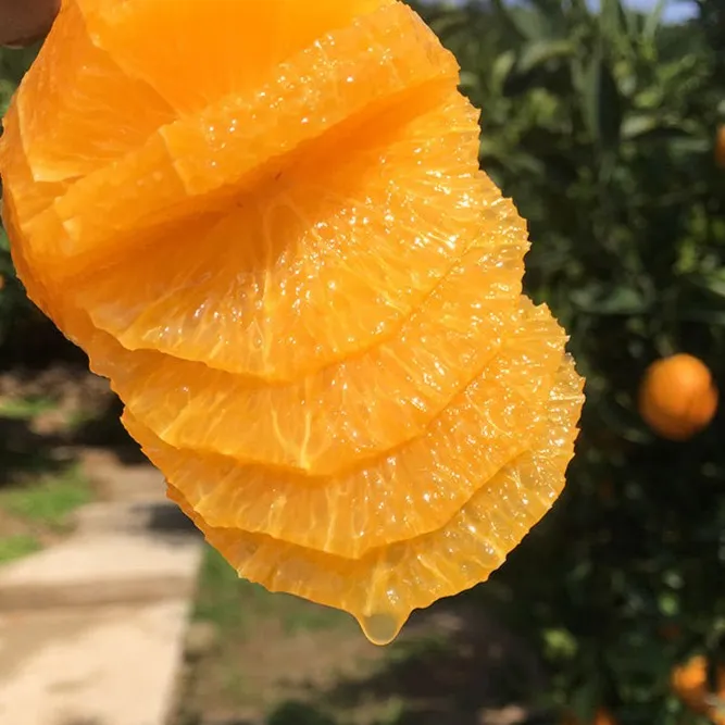 【伦晚现摘】湖北秭归伦晚春橙红产地直发5/9斤天然种植水充足饱满