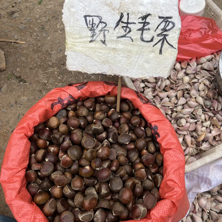 全州野生毛栗转栗锥栗5斤装全国包邮［全州飞玲特产］