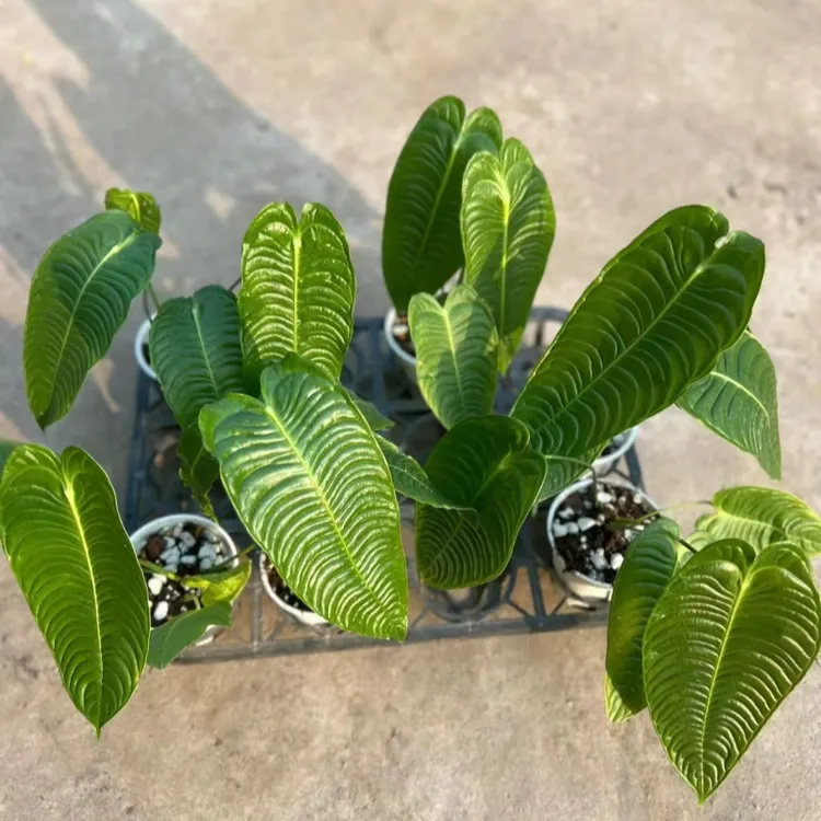 火鹤后花烛火鹤王花烛天南星科室内观叶绿植盆栽客厅装饰植物桌面