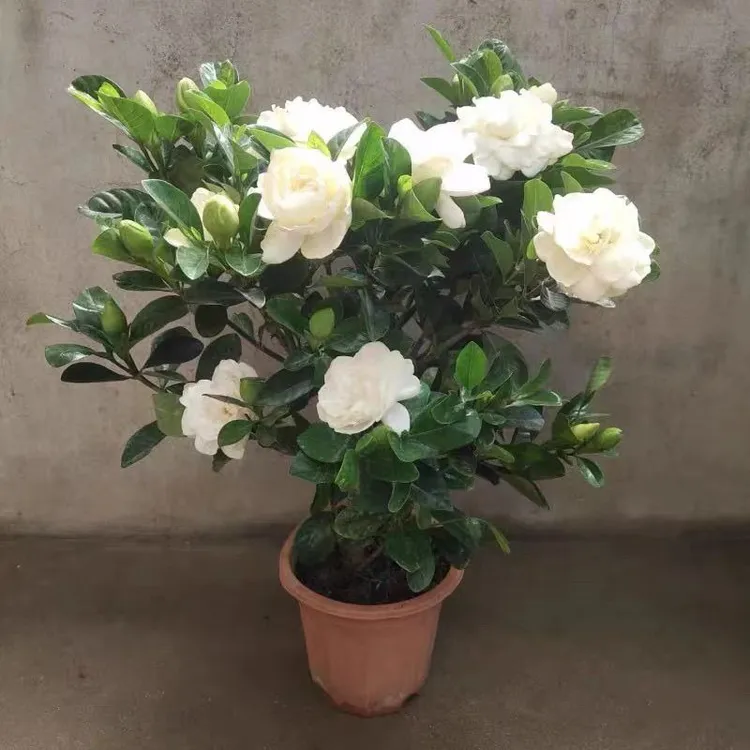 好养易活独杆栀子花棒棒糖绿植室内四季盆栽电视柜开花栀子花盆栽
