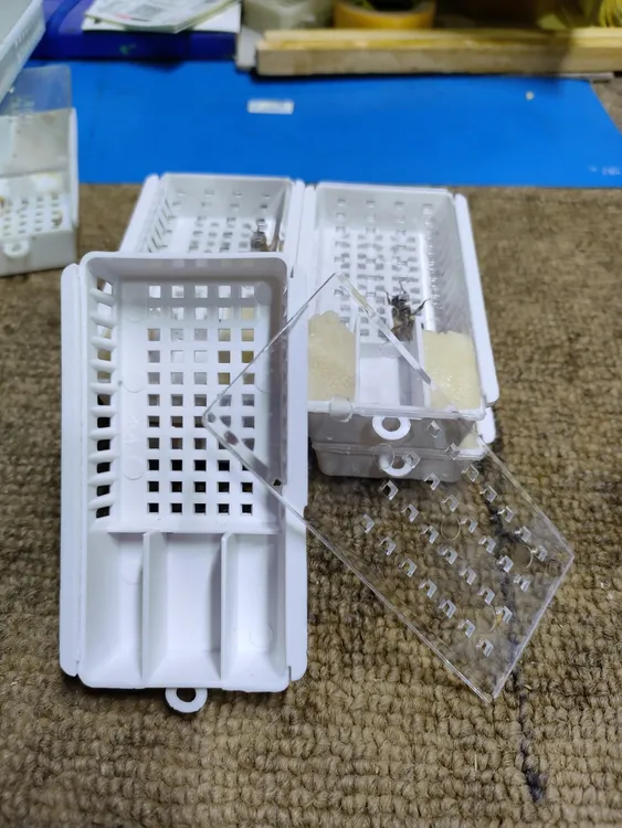 (一只蜂专属）优惠活动价，中蜂仓蜂蜂王，中蜂蜂王，开产王，处王