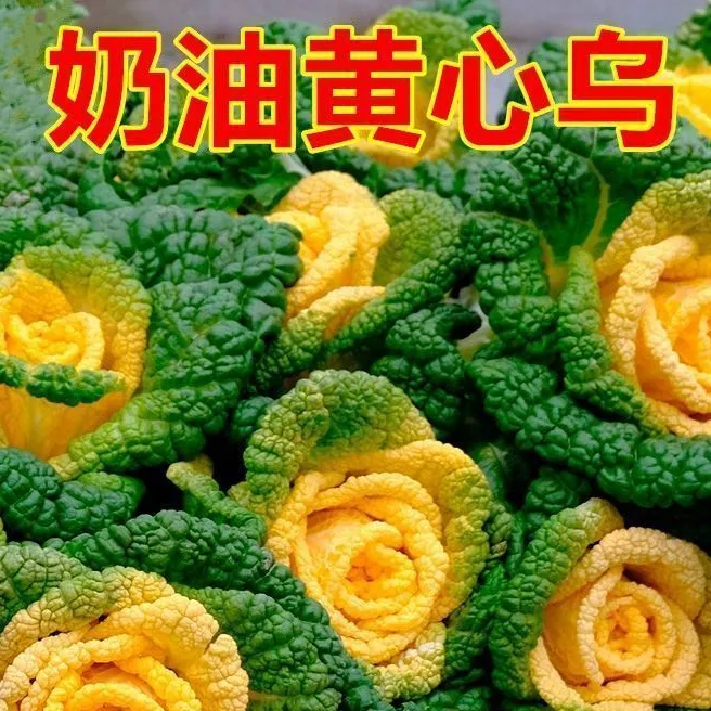 黄心乌塌菜种子耐寒耐湿大田庭院种植心奶油菊花黄心菜蔬菜种子