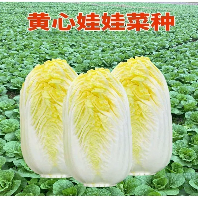 金娃娃菜种子四季 蔬菜种子 生长快菜籽春夏秋四季播种