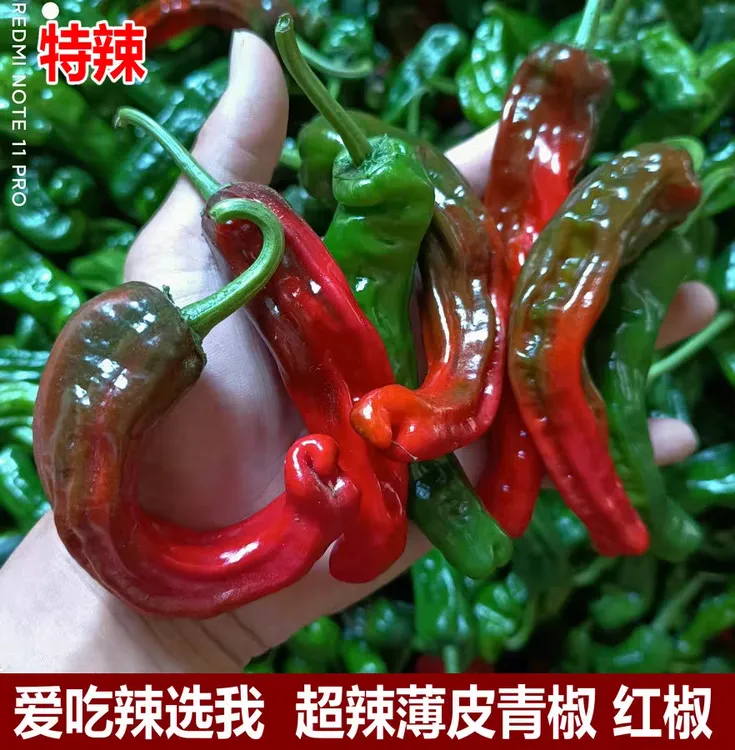 新鲜特辣皱皮薄皮辣椒农家直供青红紫混装香辣脆爽洋葱产地直销