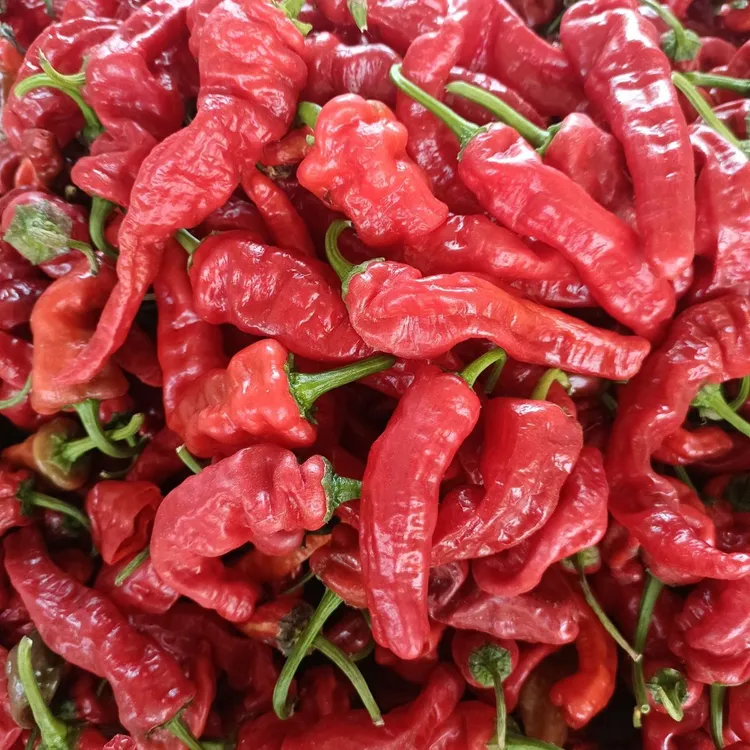 新鲜特辣小皱皮红辣椒薄皮椒剁椒泡椒专用皱皮辣椒新鲜辣椒鲜辣椒