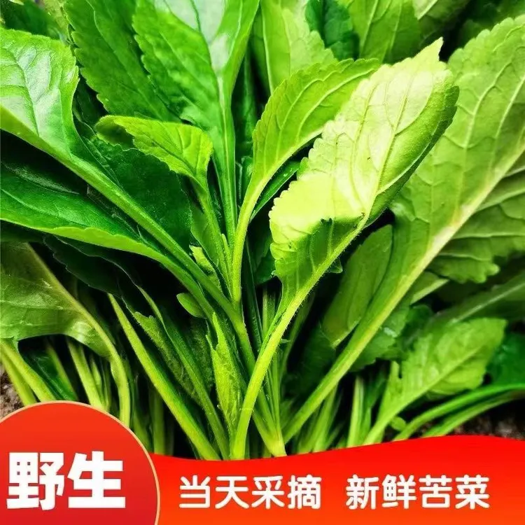精选挑选苦菜农家天然纯野生苦斋婆酱败草野菜煲汤四季盆栽蔬菜
