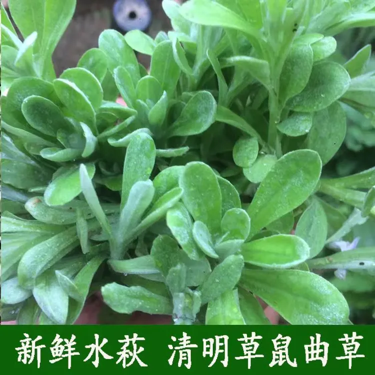 正宗野生鼠曲草苗清明菜苗新采鼠曲草苗鼠耳苗新鲜种植