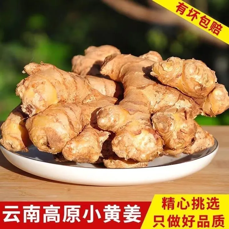 【当季嫩姜】云南小黄姜 生姜嫩姜产地直销 姜香浓郁山地种植新鲜姜
