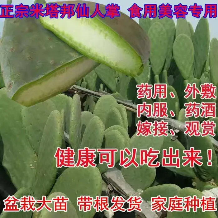 米塔帮食用仙人掌盆栽多肉植物盆栽食用仙人掌开花结果大苗