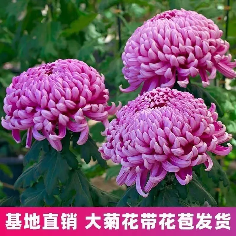 耐寒四季大菊花苗带花苞菊花盆栽室内外庭院阳台植物花卉九月菊花