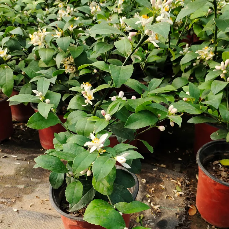 (带花苞发货)香水柠檬盆栽地栽浓香型花卉绿植盆栽耐寒