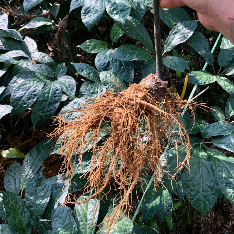 狼哥三七 现挖纯三七云南文山带根新鲜三七（带泥土三斤真空包装）