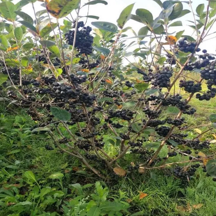 蛟河黑果子250克