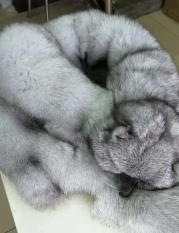 狐狸围脖冬季暖和