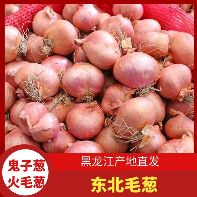东北毛葱头农家特产大小葱头迷你红葱头火毛葱鬼子葱新鲜