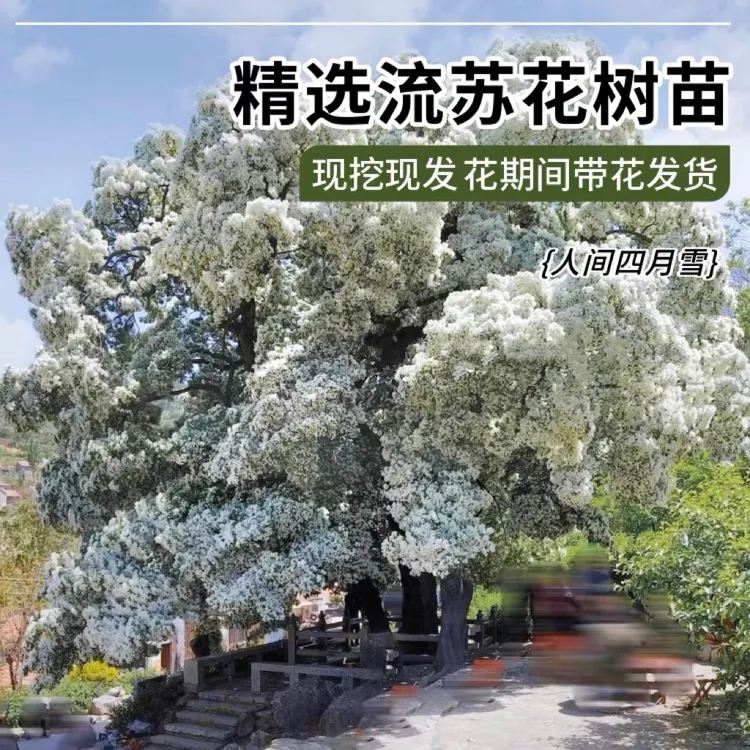 绿化植物耐寒流苏树耐寒耐热造景流苏花苗牛筋子四月雪油根子苗