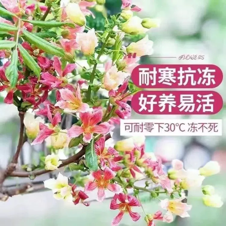 文冠花树苗浓香状元花室内外庭院文冠果盆栽长寿花果耐寒盆栽四季