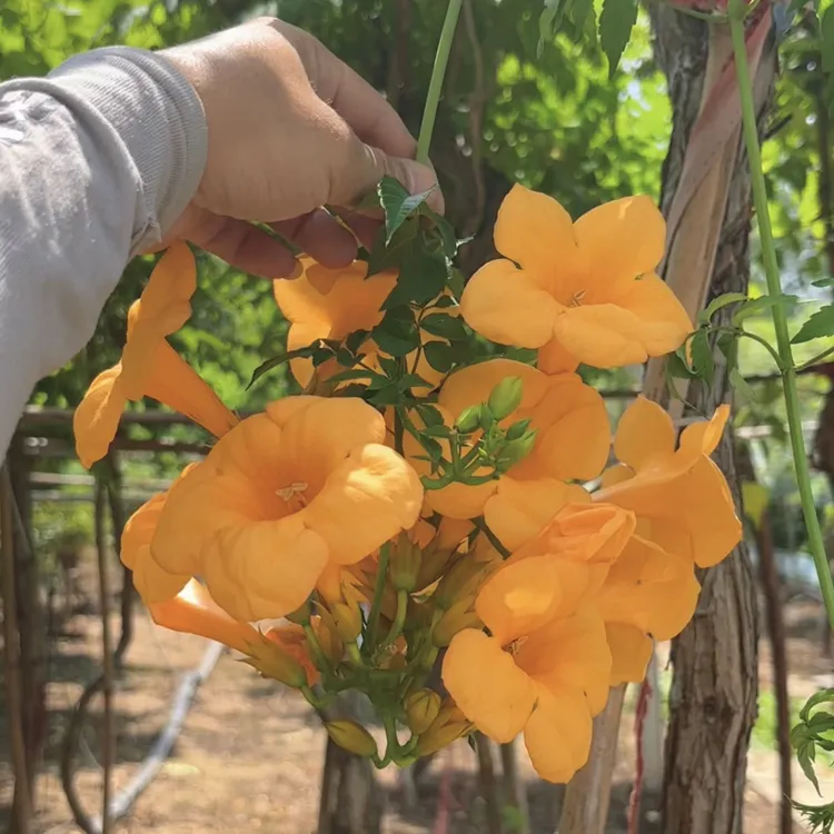 新品种爬藤植物金黄色凌霄花苗耐寒耐热黄金盖伦庭院植物带土球