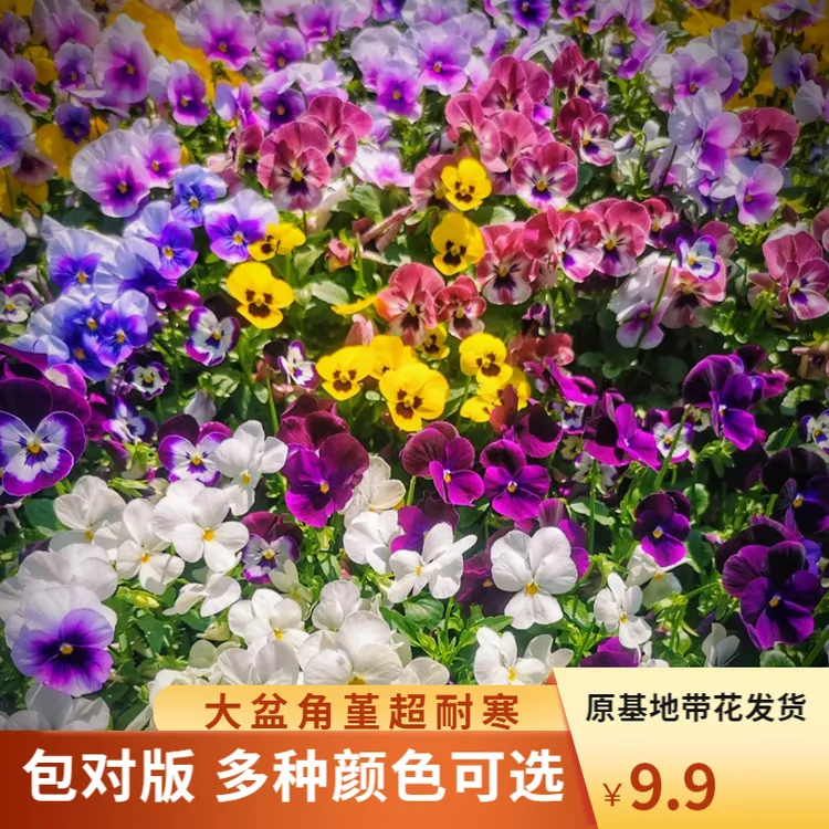 【拍5发6】角堇盆栽带花苞三色堇盆栽花苗阳台庭院冬天耐寒好养花卉