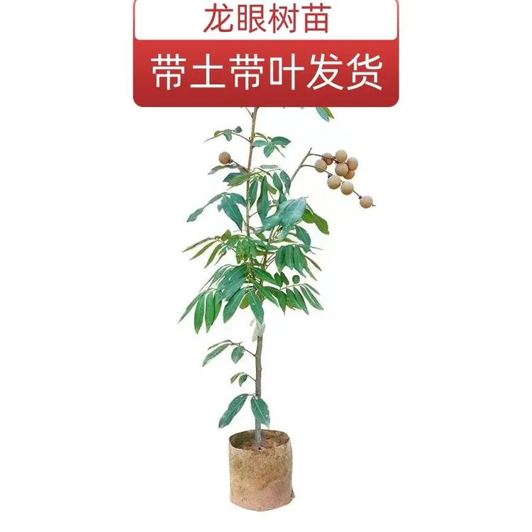 龙眼苗四季龙眼石硖龙眼储良龙眼桂丰早龙眼带土带叶发货常绿热带