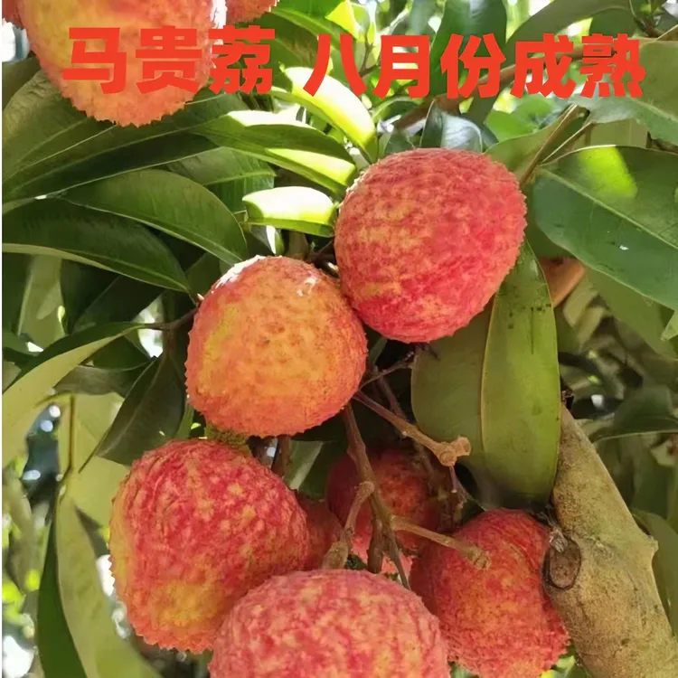 新品种马贵荔枝苗八月荔晚熟品种带土带叶发货成活率盆栽地栽种植