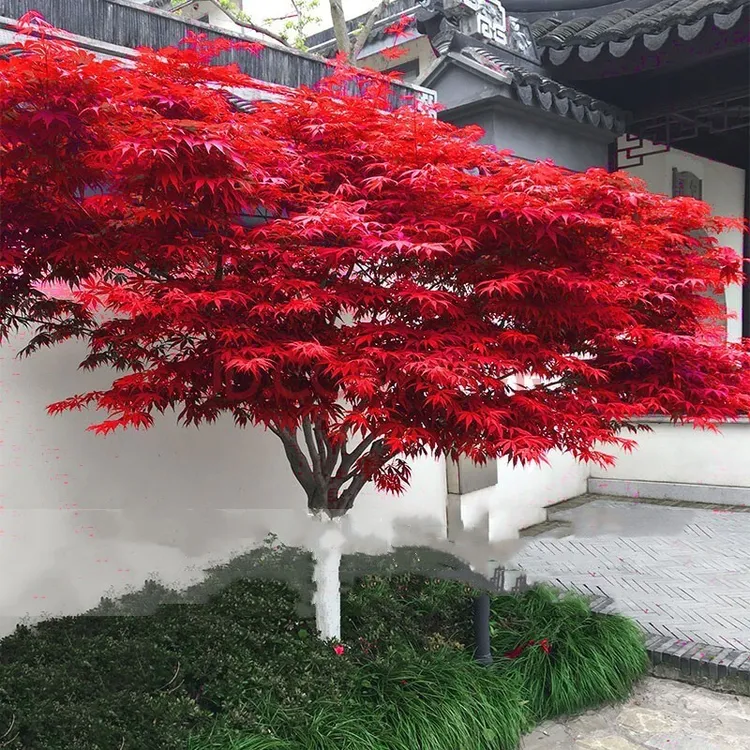中国红枫日本红枫苗三季红红舞姬地栽庭院植物美国红枫