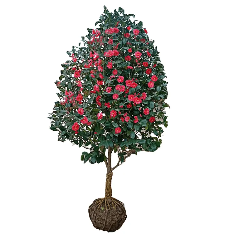 耐冬茶花 山茶花树苗庭院绿化树耐寒花卉当年开花