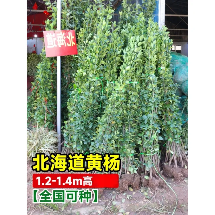 北海道黄杨冬青树苗篱笆墙围墙绿篱四季耐寒绿植丛生大叶绿化