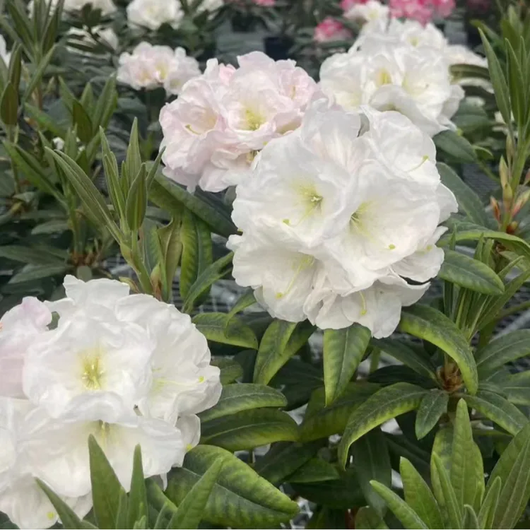 进口（珍珠公主）带香味稀有高山杜鹃花卉（量拍)杜鹃花盆栽绿植