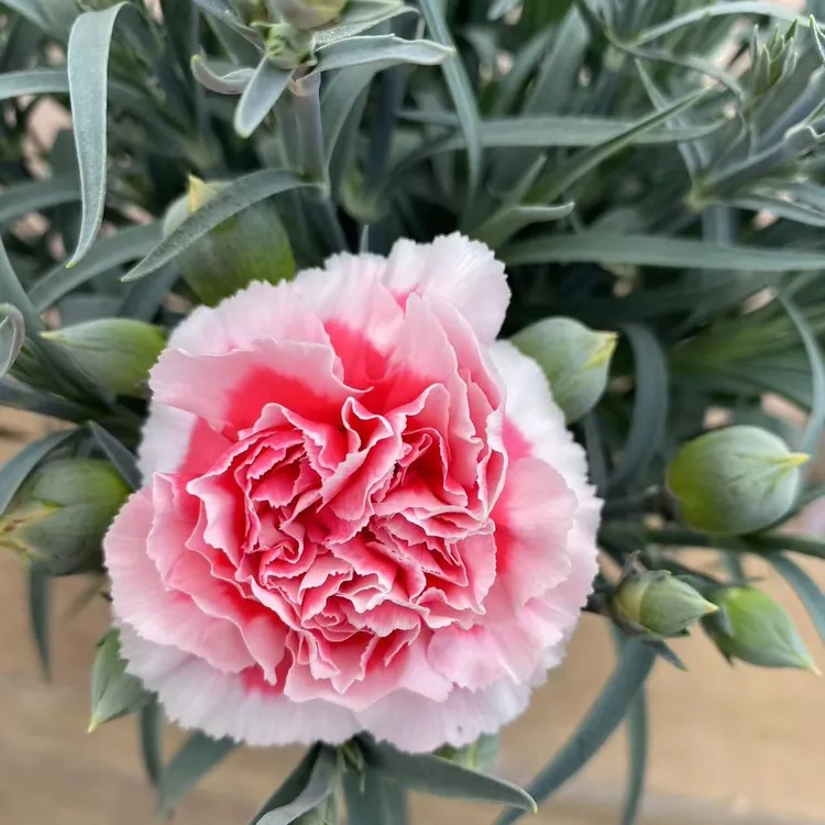 康乃馨盆栽带花苞石竹花绿色四季开花室内阳台客厅绿植花卉好养活