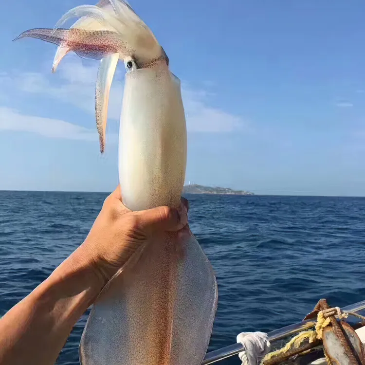 【两只两斤装】手钓大鱿鱼东山岛乌贼活冻火箭管枪鱿鱼鲜活速冻大管