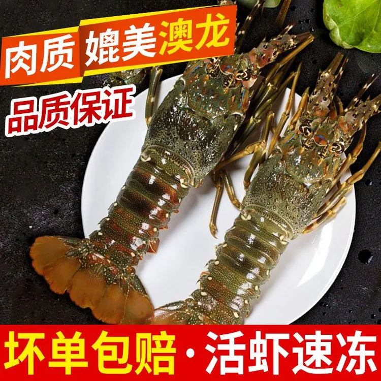 【三只装】东山岛小青龙鲜活速冻活冻澳洲大龙虾水产海鲜大青龙鲜嫩