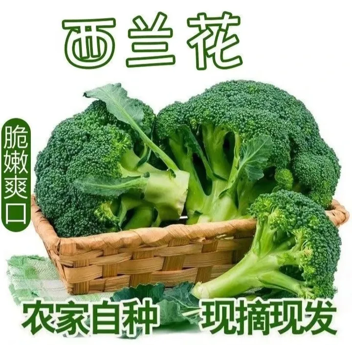 （当天砍当天发）河南露天农家种植西兰花3斤新鲜西兰花5-10个装
