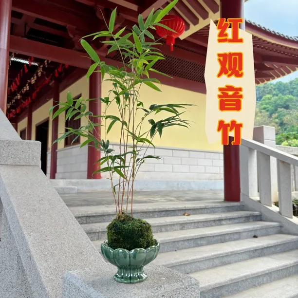 红观音竹米竹内门竹造景小盆栽景素材客厅书房庭院阳台茶室内绿植