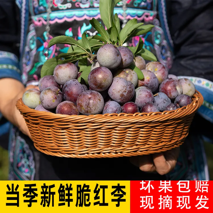 【坏果包赔】贵州整箱中大果脆红李当季自种现摘水果新鲜红脆李5斤