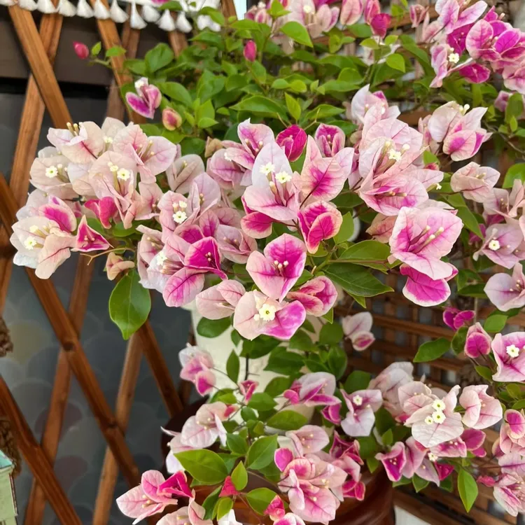 三角梅【百变漳红樱】爬藤勤花四季开花阳台庭院室内基地直发好养活