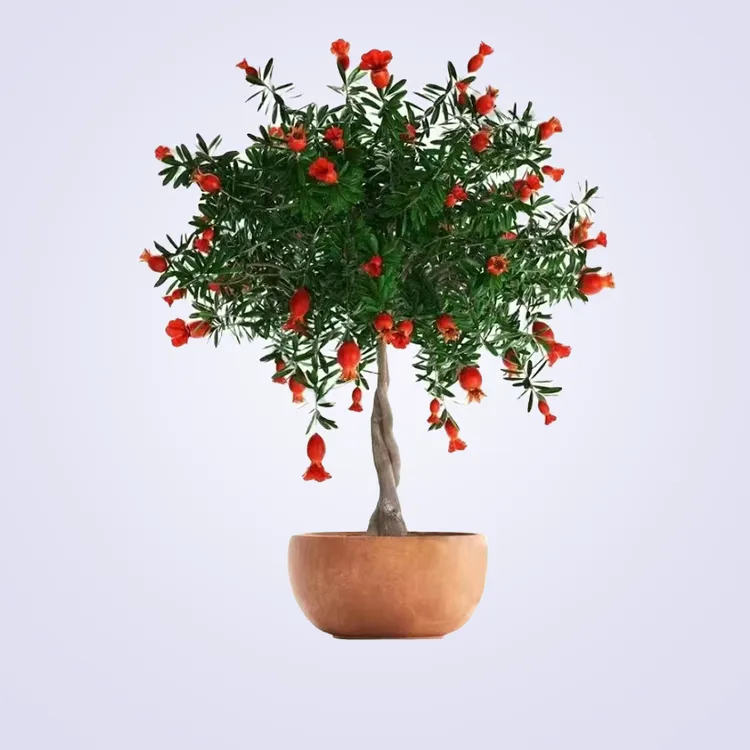 【编织麻花造型】红宝石红如意黑籽南北方种植阳台庭院盆栽地载