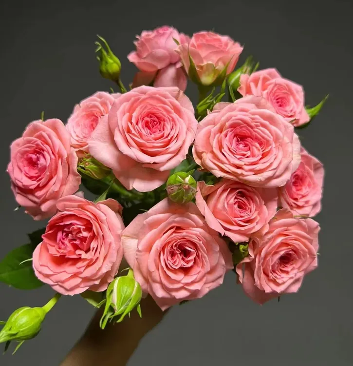 冬瓜花园【仙杜瑞拉】盆栽月季阳台庭院花卉多季节重复开粉色系