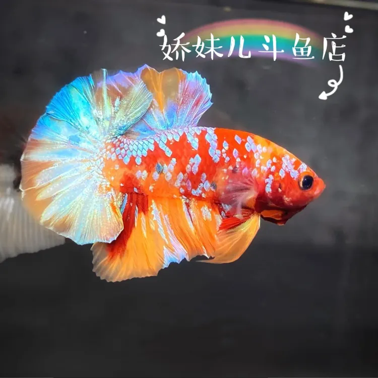 饲养观赏鱼斗鱼混养活体活鱼斗鱼半月发货精品斗鱼鱼儿鱼缸
