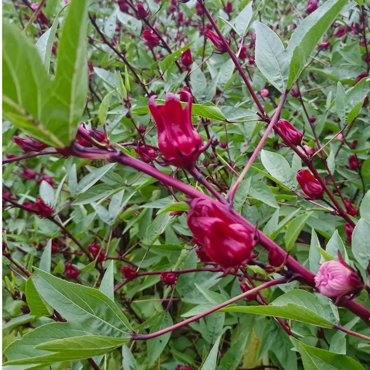 江西农家自种洛神花新鲜红桃K现摘玫瑰茄可做果脯酵素泡酒煲汤