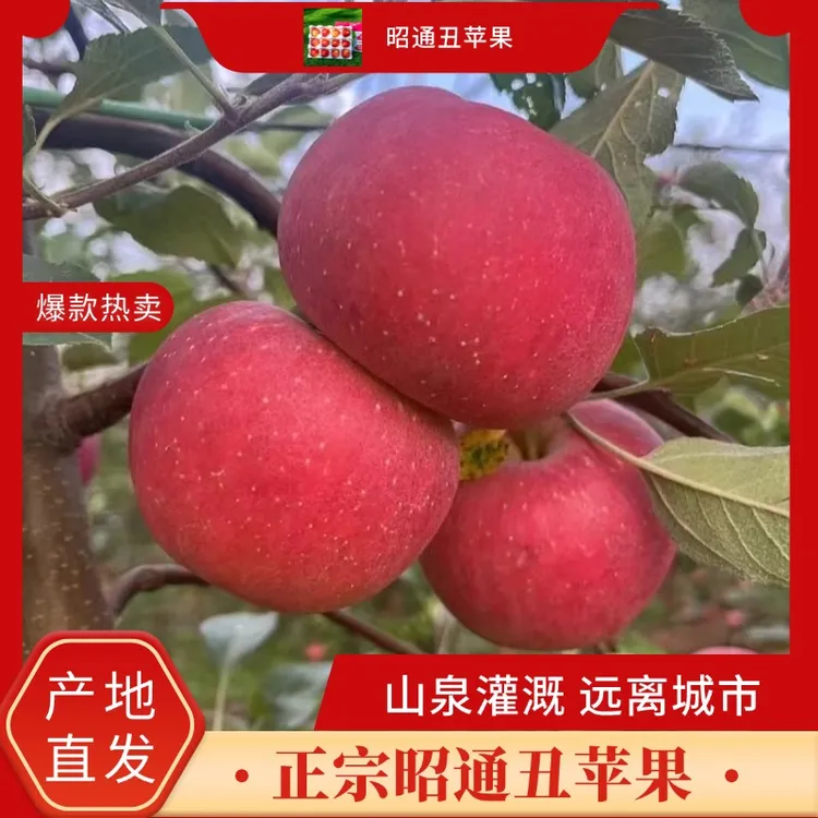 【农家严选】整箱2/5斤精选果 云南昭通高原冰糖心丑苹果脆甜多汁