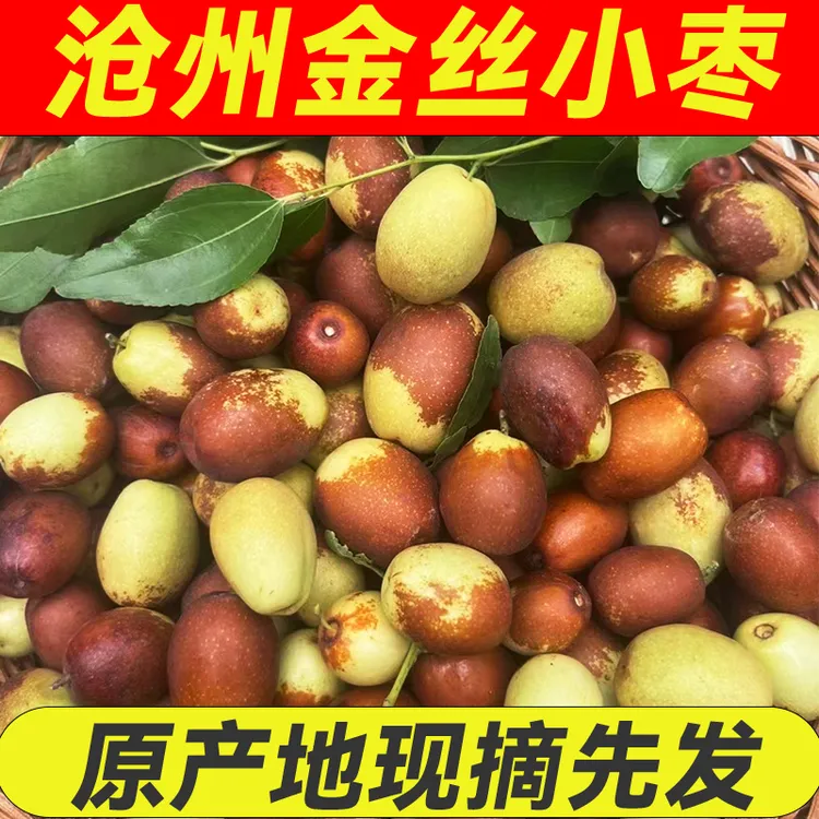 鲜枣脆枣金丝小枣沧州特产新鲜脆甜5斤孕妇零食现摘现发小枣鲜枣