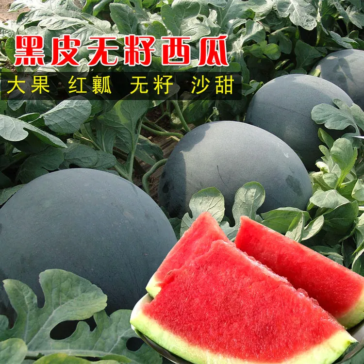 【黑皮无籽西瓜】无籽西瓜种子盆栽春季可种夏季打岔易管理西瓜种籽