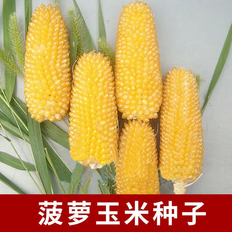 (拍2发3)草莓水果甜玉米菠萝玉米种子高产大棒甜糯早熟迷你小玉米