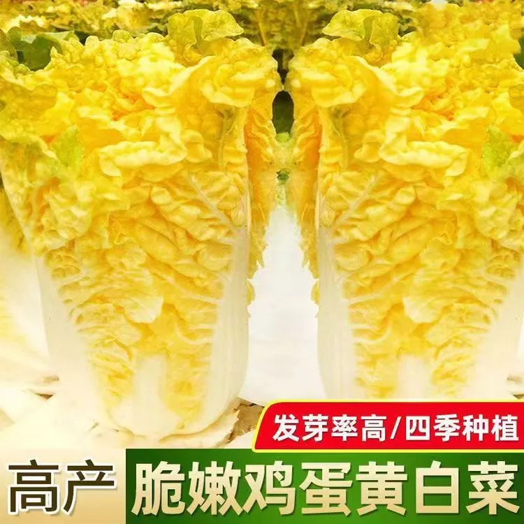（拍2发3）鸡蛋黄白菜种子黄心白菜种孑秋冬季四季耐热阳台蔬菜菜籽