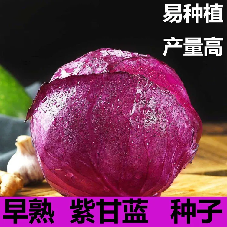 (拍2发3)早熟紫甘蓝种子四季结球包心紫白菜种籽卷心菜蔬菜种孑